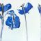 Blown blue poppies, painting