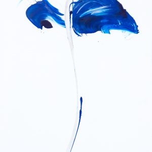 Papavero Blu