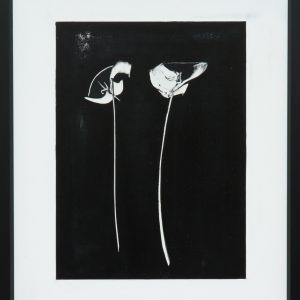 White Poppies Vertical