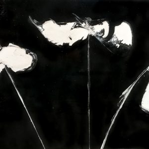 white poppies