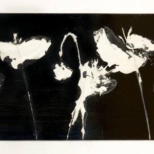 white poppies landscape