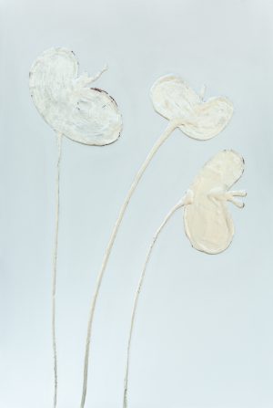 silver leaf poppies 2021