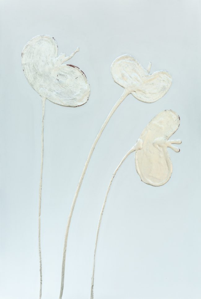 silver leaf poppies 2021